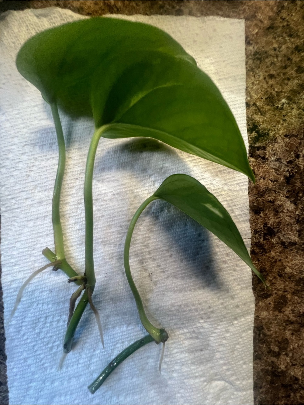 3 Rooted Pothos Plant Cuttings, Easy Care